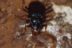 Leistus spinibarbis