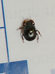Coleoptera