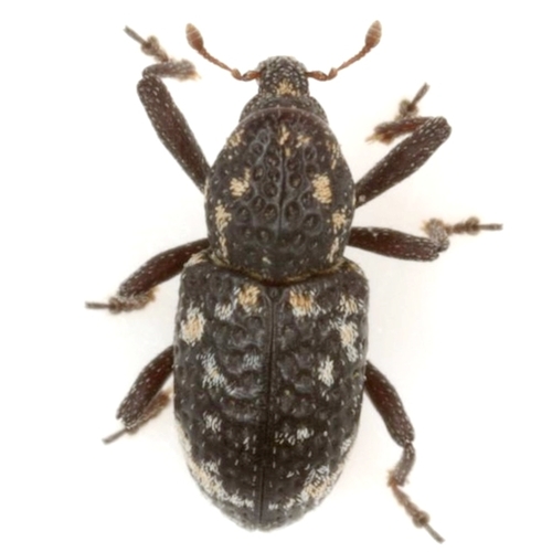 Pitted Hidden Snout Weevil