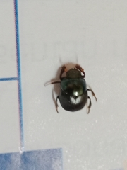 Coleoptera