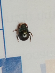 Coleoptera