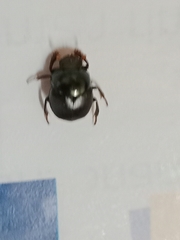 Coleoptera