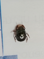 Coleoptera