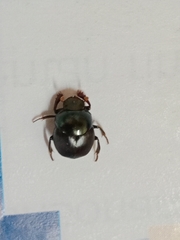 Coleoptera