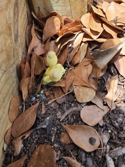 Leucocoprinus birnbaumii image