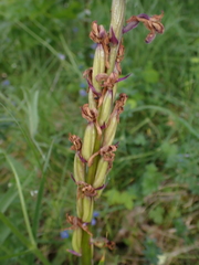 Orchis mascula