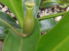 Nepenthes distillatoria
