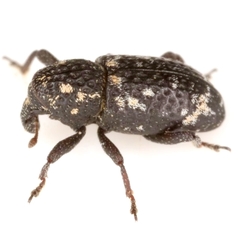 Tyloderma foveolatum