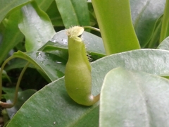 Nepenthes distillatoria