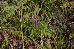 Lathyrus vernus