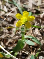 Ranunculus rhomboideus