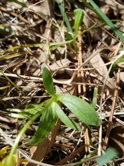 Ranunculus rhomboideus