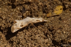 Antigonus emorsa