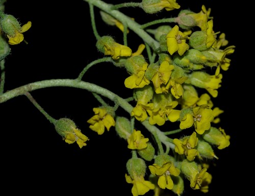 Alyssum montanum image