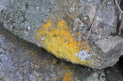 Leproplaca chrysodeta