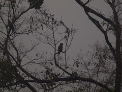 Amazona autumnalis salvini