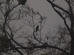 Amazona autumnalis salvini