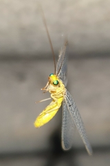 Italochrysa