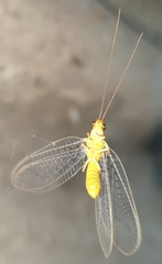 Italochrysa