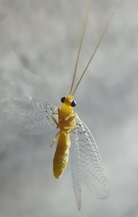 Italochrysa