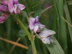 Vicia sepium