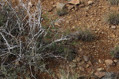 Asparagus mucronatus