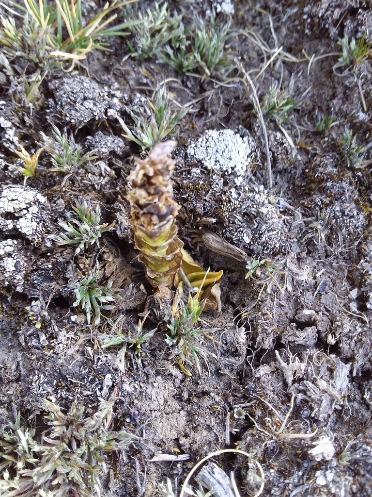 Myrosmodes paludosa