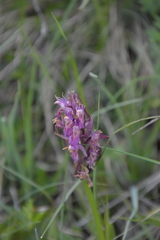 Dactylorhiza sambucina