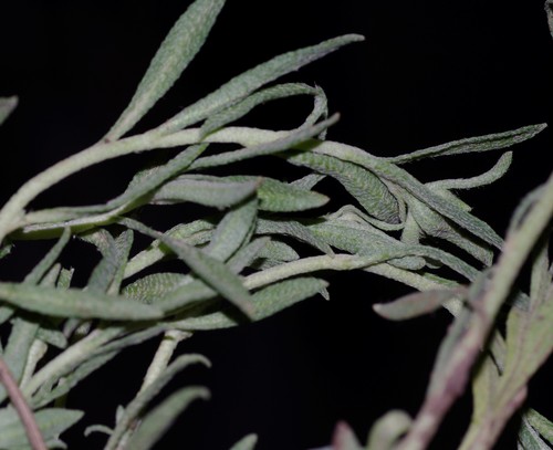 Alyssum montanum image