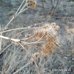 Arctium tomentosum