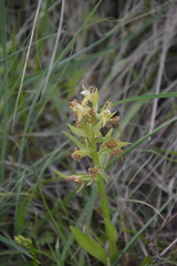 Dactylorhiza sambucina