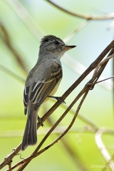 Ramphotrigon flammulatum