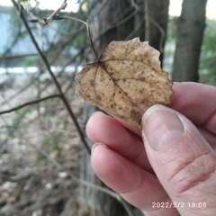 Populus tremula