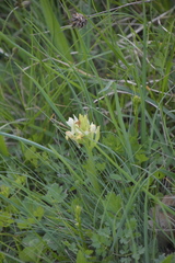 Dactylorhiza sambucina