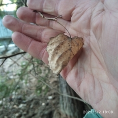 Populus tremula