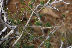 Asparagus mucronatus