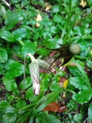 Chaptalia nutans