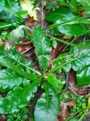 Chaptalia nutans