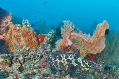 Epinephelus polyphekadion