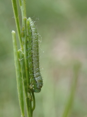 Anthocharis cardamines