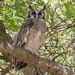 Verreaux's Eagle-Owl - Photo (c) Nik Borrow, some rights reserved (CC BY-NC), uploaded by Nik Borrow