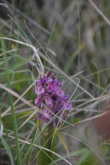 Dactylorhiza sambucina