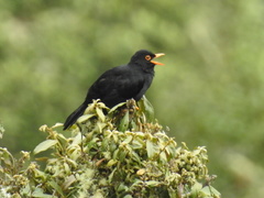 Turdus serranus