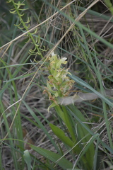 Dactylorhiza sambucina