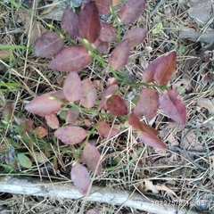 Vaccinium myrtillus