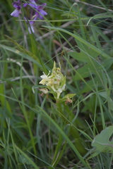 Dactylorhiza sambucina