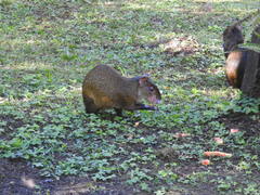 Dasyprocta variegata