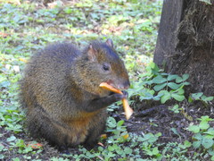 Dasyprocta variegata