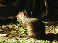 Dasyprocta variegata