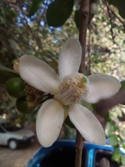 Psidium friedrichsthalianum